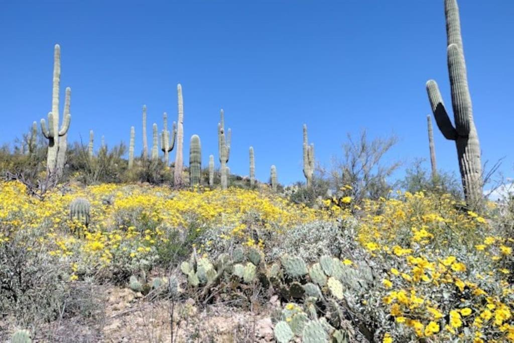 Vila Tucson Mnt Foothills Saguaro Bliss Exteriér fotografie